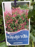 SALVIA WENDY'S WISH 14CM PGA 