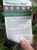 SALVIA WENDY'S WISH 14CM PGA 