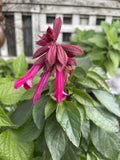 SALVIA WENDY'S WISH 14CM PGA 