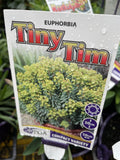 EUPHORBIA TINY TIM 14CM PGA