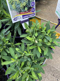 EUPHORBIA TINY TIM 14CM PGA