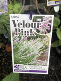 SALVIA VELOUR PINK 14CM PGA 