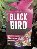 EUPHORBIA BLACK BIRD 14CM PGA