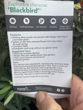 EUPHORBIA BLACK BIRD 14CM PGA