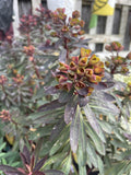 EUPHORBIA BLACK BIRD 14CM PGA