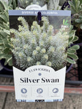 EUPHORBIA SILVER SWAN 14CM PGA 