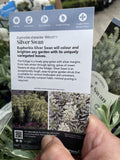 EUPHORBIA SILVER SWAN 14CM PGA 