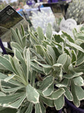 EUPHORBIA SILVER SWAN 14CM PGA 