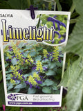SALVIA LIMELIGHT 14CM PGA 