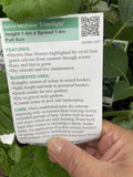 SALVIA LIMELIGHT 14CM PGA 