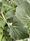 SALVIA LIMELIGHT 14CM PGA 