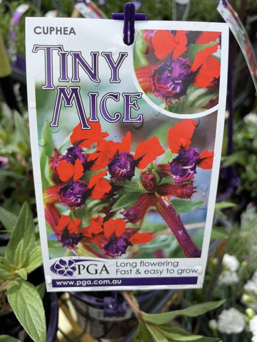 CUPHEA TINY MICE 14CM PGA