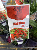 DIANTHUS PASSION 14CM PGA 