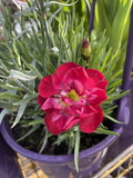 DIANTHUS PASSION 14CM PGA 