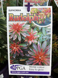EUPHORBIA RUDOLF 14CM PGA 