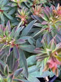 EUPHORBIA RUDOLF 14CM PGA 