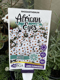RHODANTHEMUM WHITE AFRICAN EYES 14CM PGA 