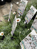 RHODANTHEMUM WHITE AFRICAN EYES 14CM PGA 