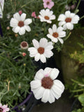 RHODANTHEMUM WHITE AFRICAN EYES 14CM PGA 