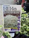 HELICHRYSUM HI HO SILVER 14CM PGA 