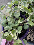 HELICHRYSUM HI HO SILVER 14CM PGA 