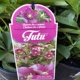 HELLEBORUS FROSTKISS® TUTU 18CM PGA 