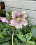 HELLEBORUS FROSTKISS® TUTU 18CM PGA 
