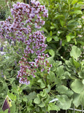 LIMONIUM PEREZII BLUE 14CM PGA 