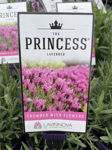 LAVINNOVA LAVENDER THE PRINCESS LAVENDER 14CM PGA 