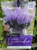 PLECTRANTHUS MONA® LAVENDER 14CM PGA 
