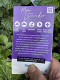 PLECTRANTHUS MONA® LAVENDER 14CM PGA 