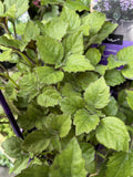 PLECTRANTHUS MONA® LAVENDER 14CM PGA 