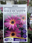 ARCTOTIS SILVERDUST SUNSHINE 14CM PGA