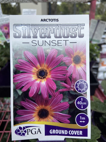ARCTOTIS SILVERDUST SUNSHINE 14CM PGA