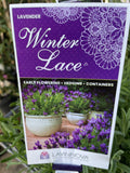 LAVINNOVA LAVENDER WINTER LACE 14CM PGA 