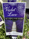 LAVINNOVA LAVENDER VIOLET LACE 14CM PGA 