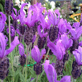 LAVINNOVA LAVENDER VIOLET LACE 14CM PGA 