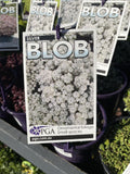 SEDUM SILVER BLOB 14CM PGA 