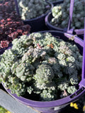 SEDUM SILVER BLOB 14CM PGA 