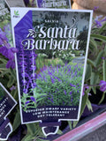 SALVIA SANTA BARBARA 14CM PGA 