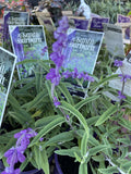 SALVIA SANTA BARBARA 14CM PGA 