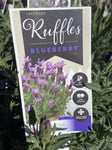 LAVINNOVA LAVENDER BLUEBERRY RUFFLES 14CM PGA 