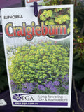EUPHORBIA CRAIGIEBURN 14CM PGA