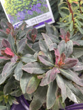 EUPHORBIA CRAIGIEBURN 14CM PGA