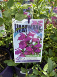 SALVIA HEATWAVE BRILLIANCE 14CM PGA 
