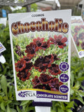 COSMOS CHOCOHOLIC 14CM PGA 