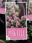 ESCALLONIA PINK ELLE 14CM PGA 
