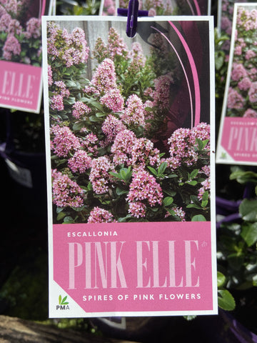 ESCALLONIA PINK ELLE 14CM PGA 
