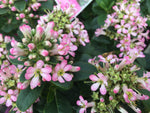 ESCALLONIA PINK ELLE 14CM PGA 