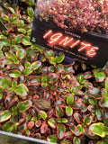 COPROSMA IGNITE 14CM PGA 
